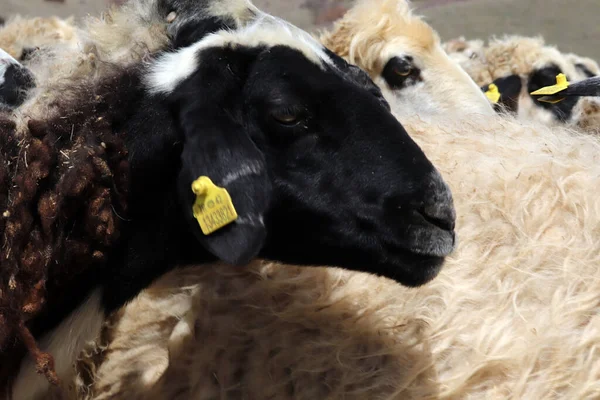 Sheep Herd Central Anatolia Konya Turkey — Stock Photo, Image