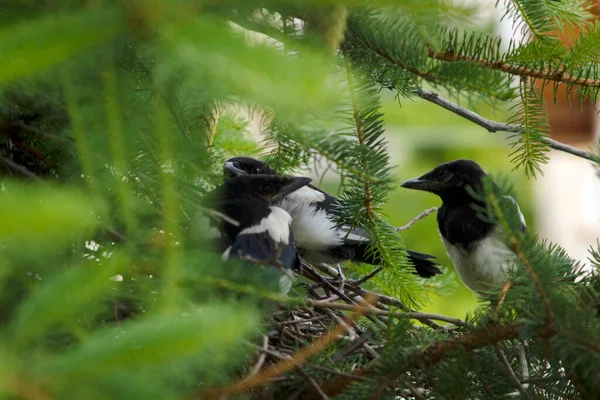 Jonge Eksters Het Ekster Nest — Stockfoto