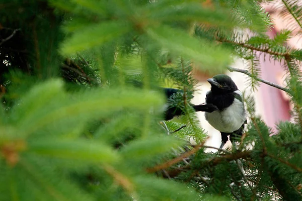 Jovens Magpies Ninho Magpie — Fotografia de Stock