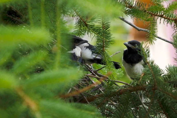 Jovens Magpies Ninho Magpie — Fotografia de Stock