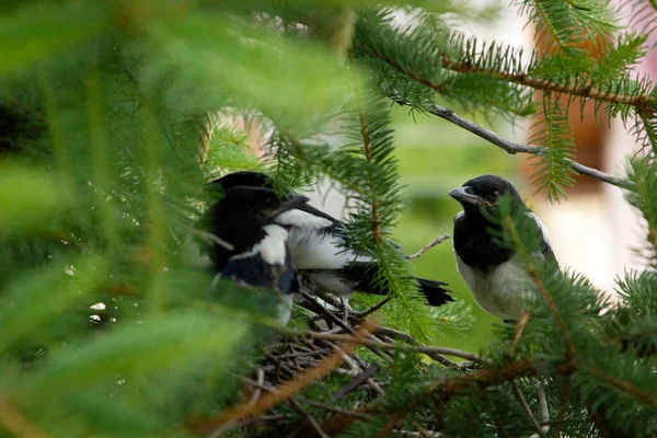 Jonge Eksters Het Ekster Nest — Stockfoto