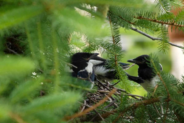 Unga Skalbaggar Fågelboet — Stockfoto