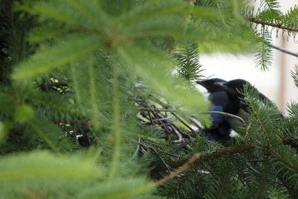 Jonge Eksters Het Ekster Nest — Stockfoto