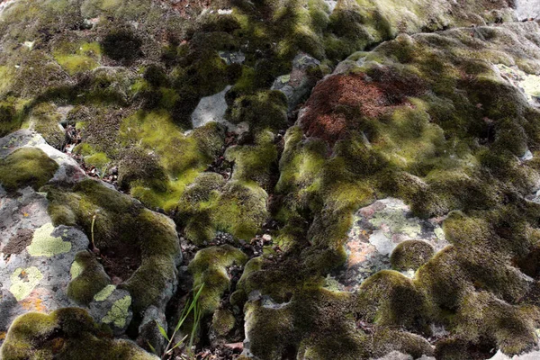 Klippor Fulla Mossa Struktur Naturen För Tapeter — Stockfoto