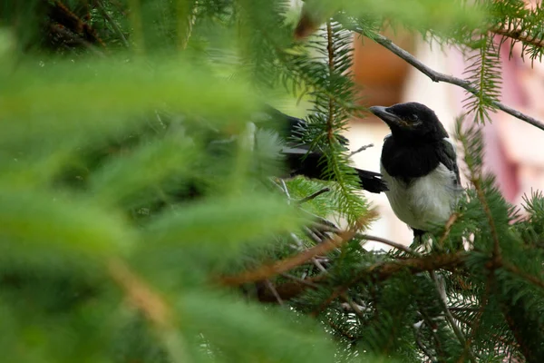 Jonge Eksters Het Ekster Nest — Stockfoto