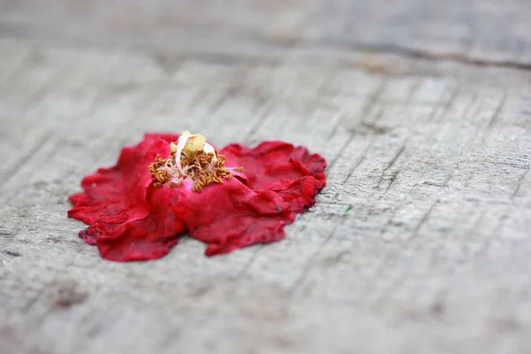 Rosa Vermelha Murcha Mesa Madeira — Fotografia de Stock