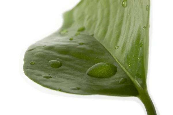 Folha Verde Com Gotas Água — Fotografia de Stock