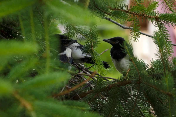 Jonge Eksters Het Ekster Nest — Stockfoto