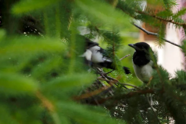 Jonge Eksters Het Ekster Nest — Stockfoto