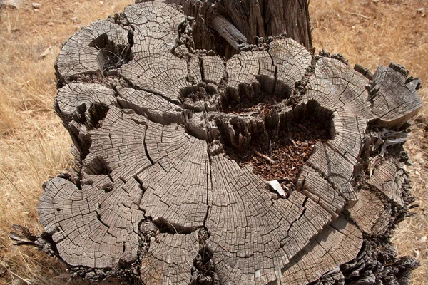 Деревянное Сечение Абстрактный Фон Текстуры Дерева — стоковое фото