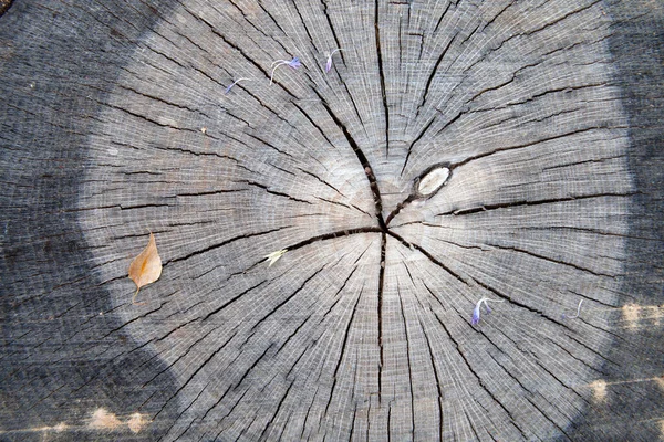 木の輪クローズアップ抽象的なテクスチャ背景 — ストック写真