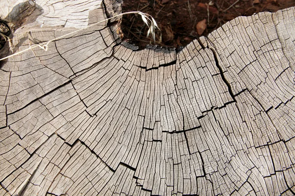 Coupe Transversale Bois Texture Abstraite Bois — Photo