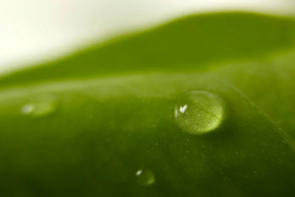 Grünes Blatt Mit Wassertropfen — Stockfoto