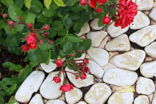 Pebbles Och Rose Utsmyckad Trädgård Landskapsplanering — Stockfoto