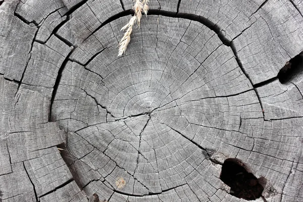 Wooden Cross Section Abstract Wood Texture Background — Stock Photo, Image