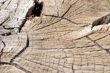 Ahşap kesit. Soyut ahşap doku arkaplanı.