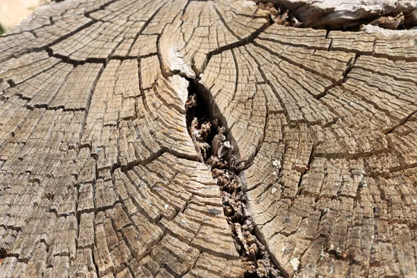 Holzschnitt Abstraktes Holz Textur Hintergrund — Stockfoto