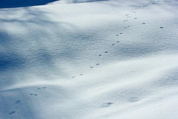 Dierlijke Voetafdruk Sneeuw — Stockfoto