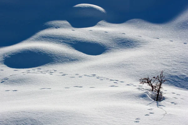 Tierischer Fußabdruck Schnee — Stockfoto