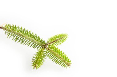 Beyaz arkaplanda köknar ağacı dalı