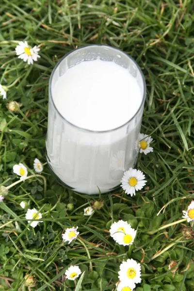 Een Glas Verse Melk Tussen Madeliefjes — Stockfoto