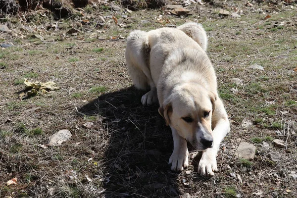 纯种安纳托利亚牧羊犬土耳其 — 图库照片