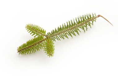 Beyaz arkaplanda köknar ağacı dalı