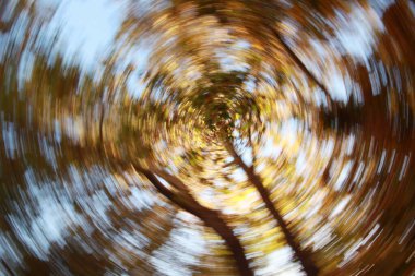 Ağaçların bulanık görüntüsü. Doğa arkaplanı.