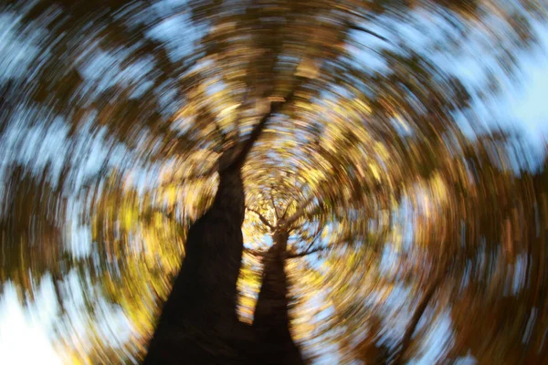 Ağaçların Bulanık Görüntüsü Doğa Arkaplanı — Stok fotoğraf