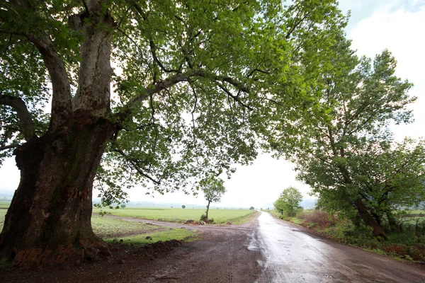 木々や道路と農村風景 自然背景 — ストック写真