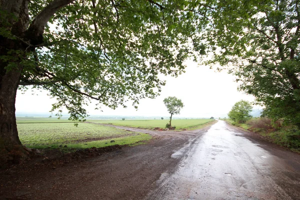 木々や道路と農村風景 自然背景 — ストック写真