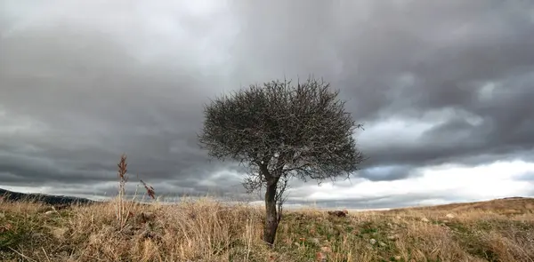 Δέντρο Και Δραματικός Ουρανός Αγροτικό Τοπίο — Φωτογραφία Αρχείου