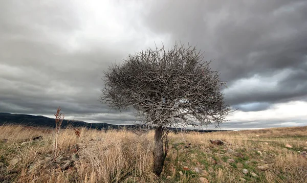 树和戏剧性的天空 农村景观 — 图库照片