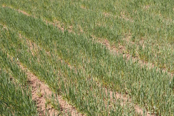 Piantine Grano Giovani Che Crescono Campo — Foto Stock