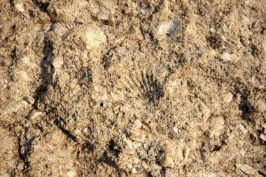 fosilleşmiş deniz kabuğu taşın üzerinde