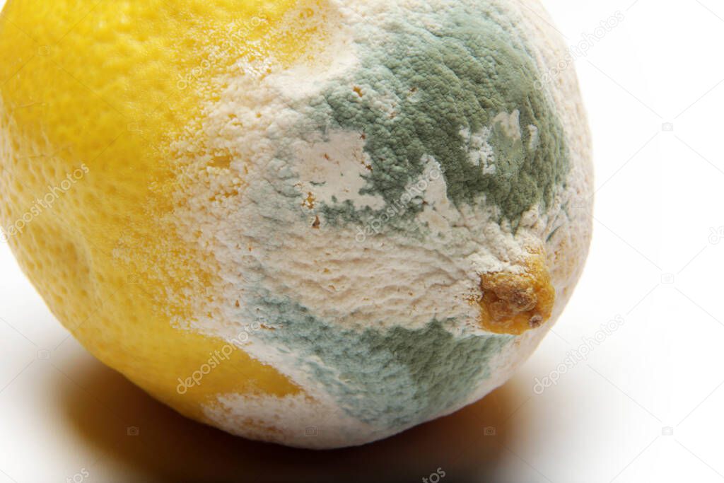 moldy lemon on a white background