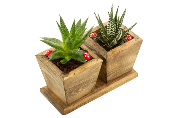 Cactus Flowers Wooden Flowerpot — Stock Photo, Image