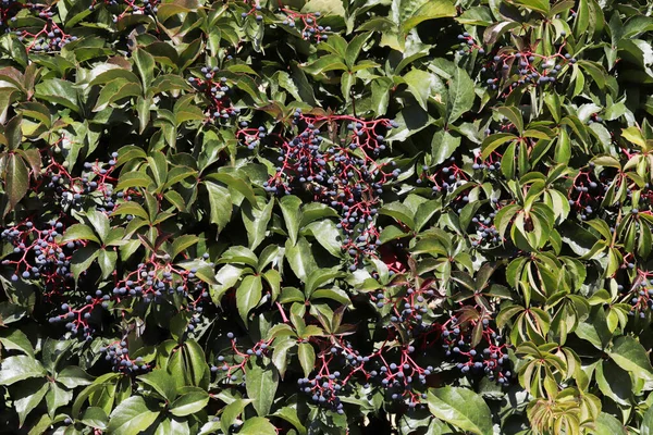 Ivy Blue Berries Parthenocissus Quinquefolia Gardening Landscape Design — Stock Photo, Image