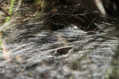 Örümcek ağı yakın plan doğa arkaplanı