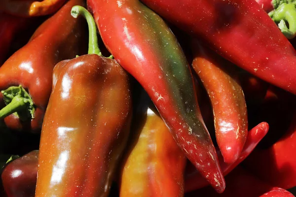 Fresh Red Peppers Vegetable Garden — Stock Photo, Image