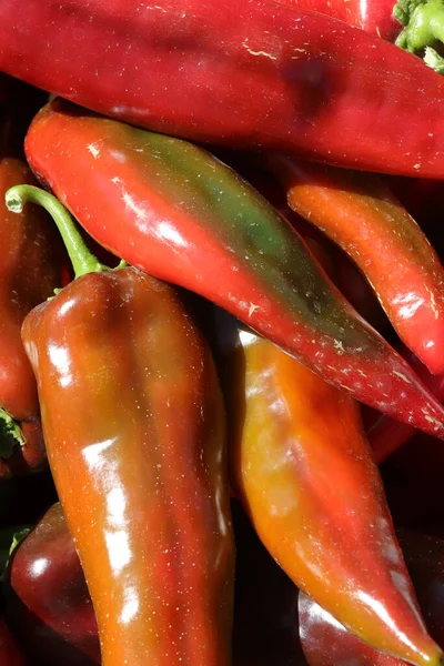 Fresh Red Peppers Vegetable Garden — Stock Photo, Image