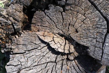 eski ahşap doku arkaplanı soyut