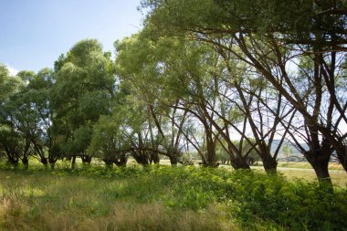 Ağlayan söğüt yaprak döken bir ağaçtır. Yeşil doğa.