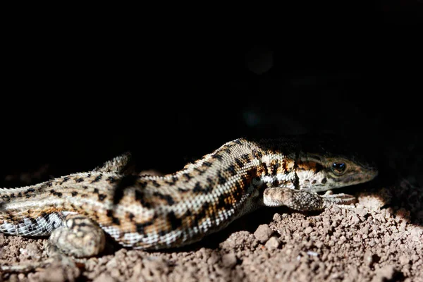 Anatolian Rock Lizard Reptile Animal — Stock Photo, Image