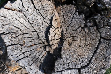 eski ahşap doku arkaplanı soyut