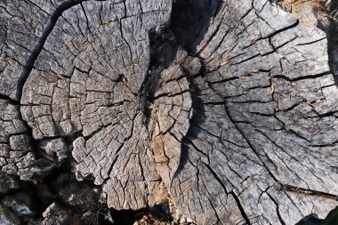 eski ahşap doku arkaplanı soyut