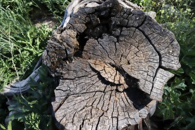 eski ahşap doku arkaplanı soyut