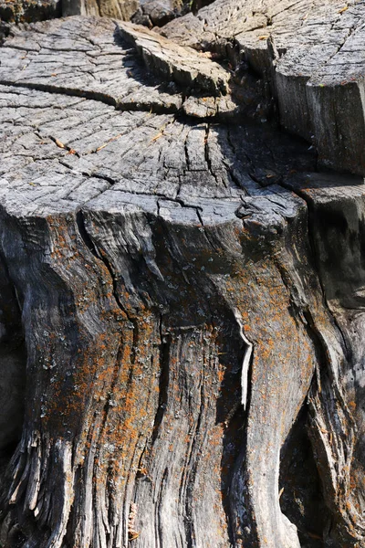 Old Wood Texture Background Abstract — Stock Photo, Image