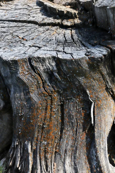 古い木のテクスチャ背景抽象 — ストック写真