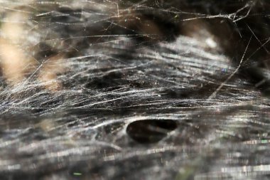 Örümcek ağı yakın plan doğa arkaplanı